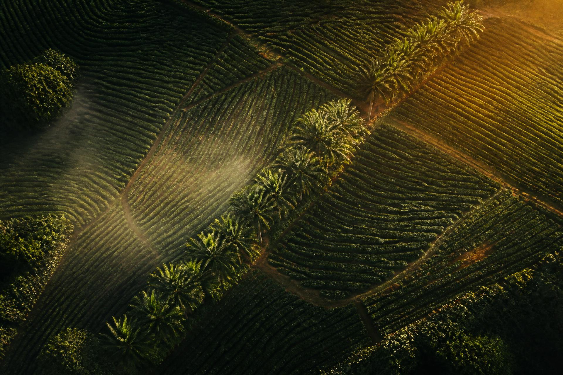 GK Agro Farms aerial estate